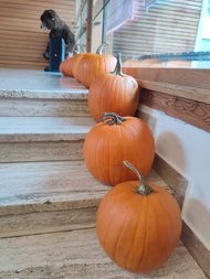 WhatsApp_Image_2025-10-20_at_08