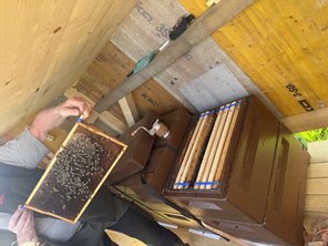bienen003